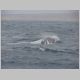 16. een wazige, witte baby-walvis.JPG
